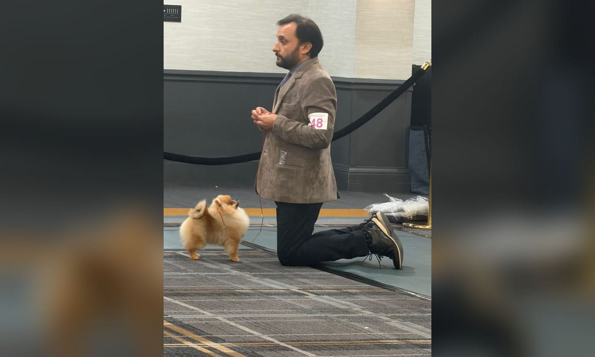 Perro mestizo y pomerania compartiendo una manta clara en el suelo