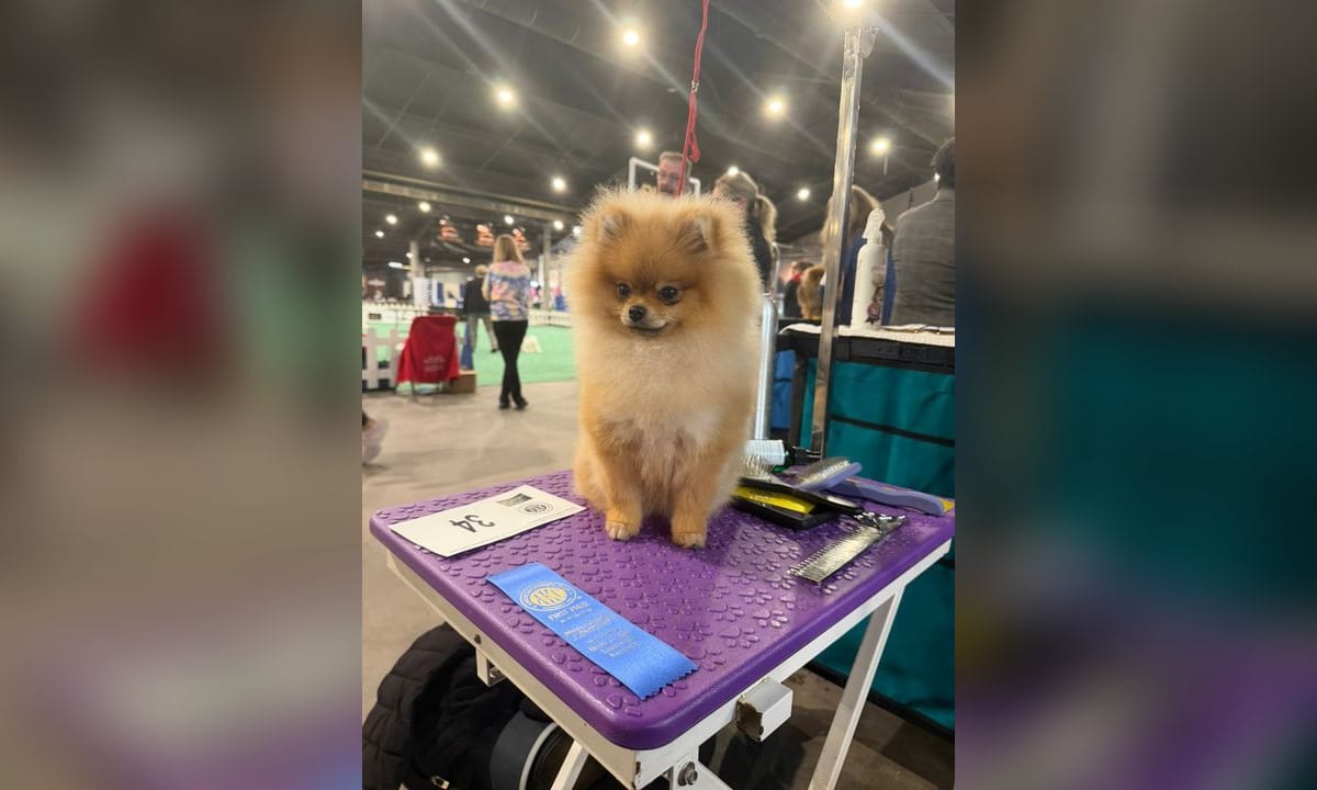 Cachorros pomerania en una sala luminosa, cerca de una manta clara