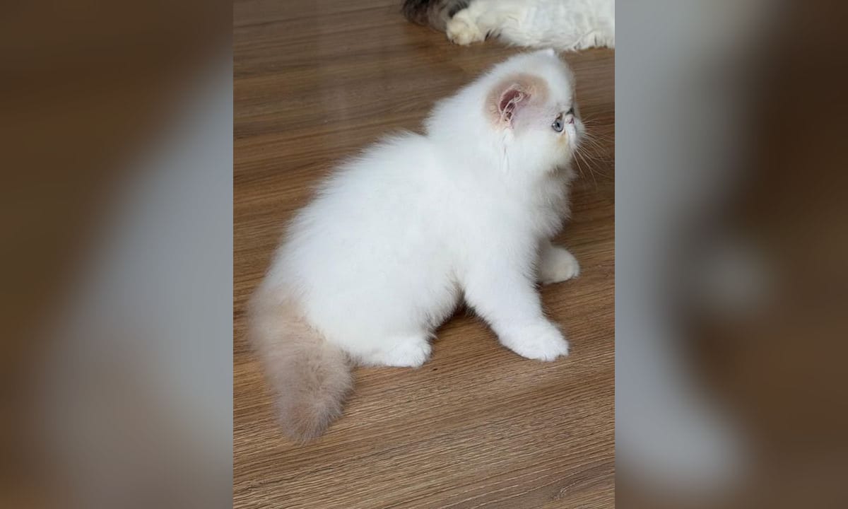Gato persa siendo cepillado sobre una mesa con luz suave