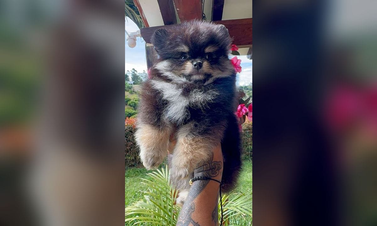 Pomerania cachorro durmiendo enroscado sobre una cobija clara