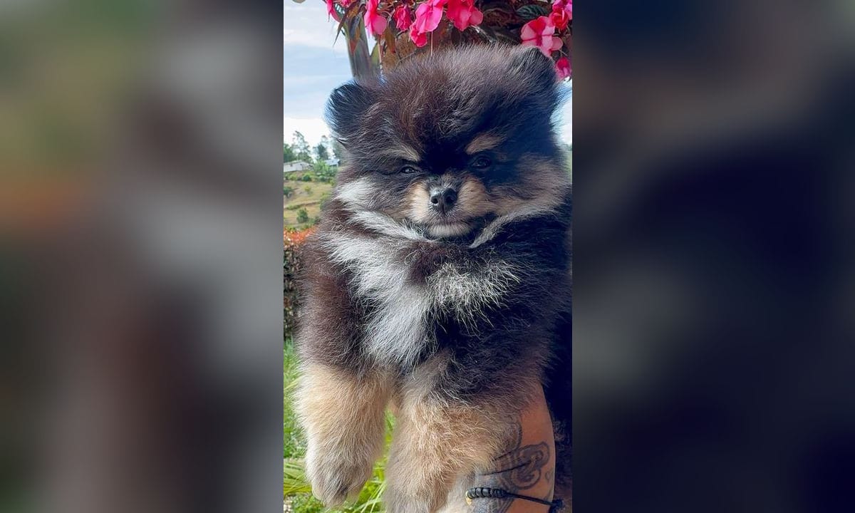 Cachorro pomerania acurrucado junto a su madre en una manta de lino