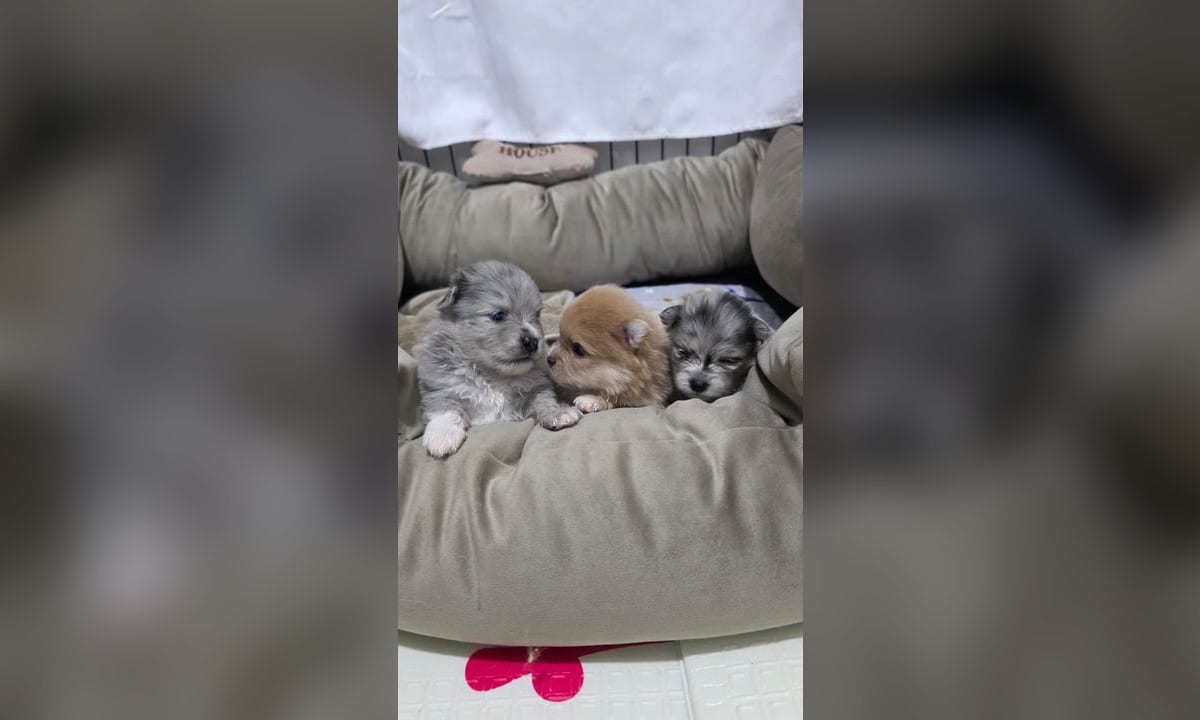 Pomerania adulto de pie sobre el suelo, mostrando su estructura estándar