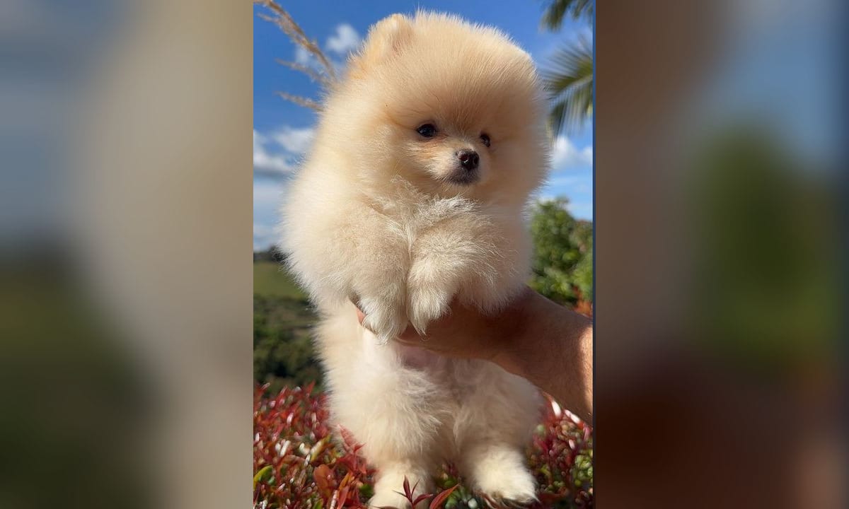 Pomerania adulto de perfil, mostrando la conformación estándar de la raza