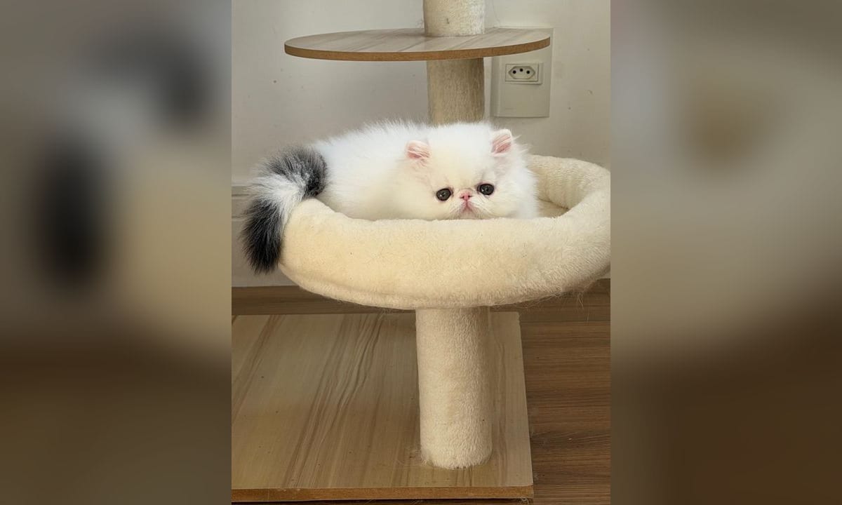 Gato persa blanco de mirada tranquila sobre una manta clara