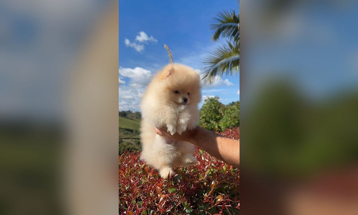 Pomerania cachorro de pelaje anaranjado sentado sobre una manta clara