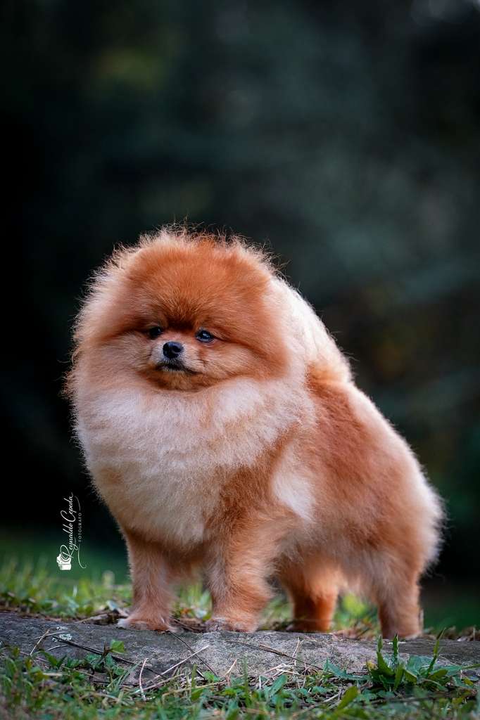 Caleb, pomerania Campeón Joven Colombiano y Campeón Internacional de Belleza, sobre la mesa de show
