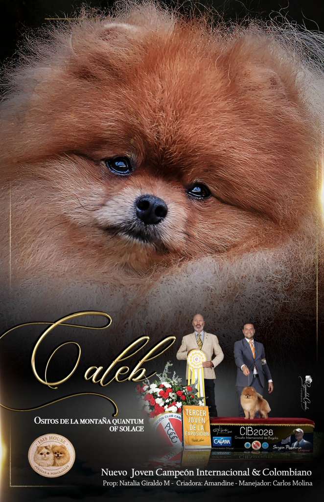 Caleb, pomerania de Isis House, retrato
