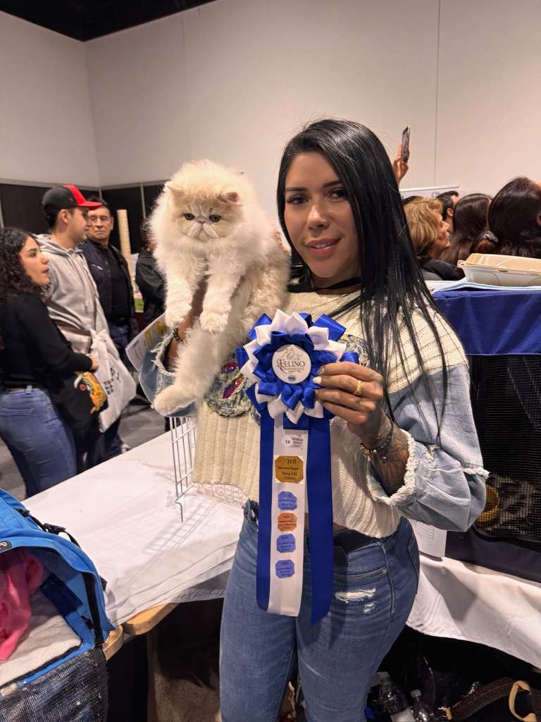 Newen Gaia, gata persa reproductora de Isis House