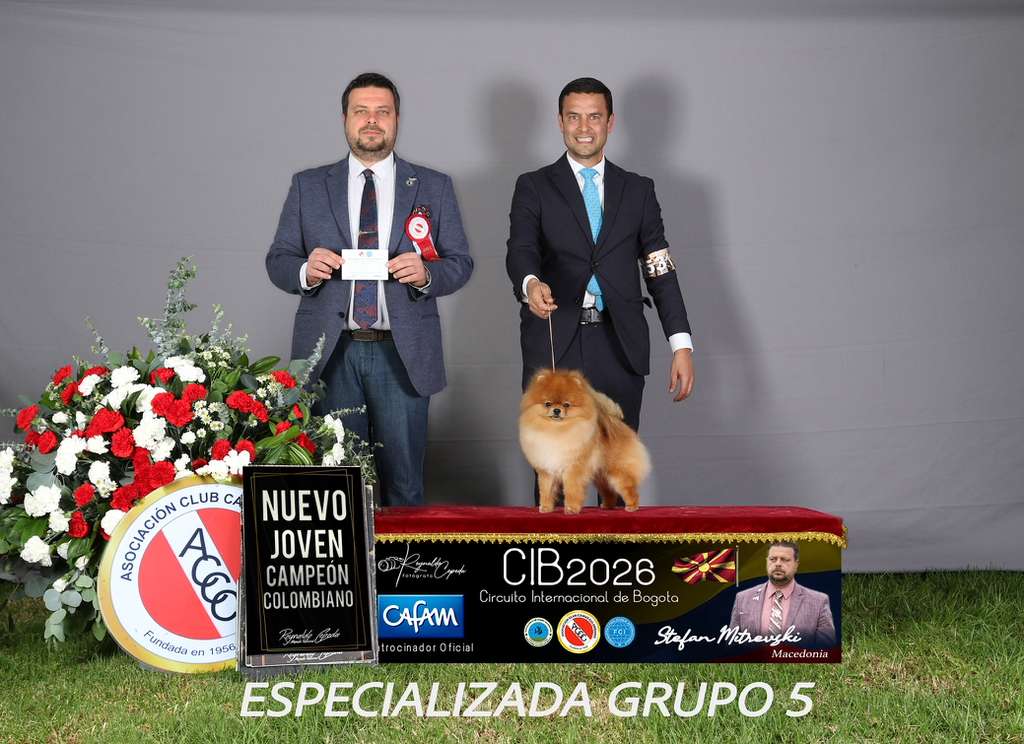 Umi, pomerania mejor cachorro de la raza