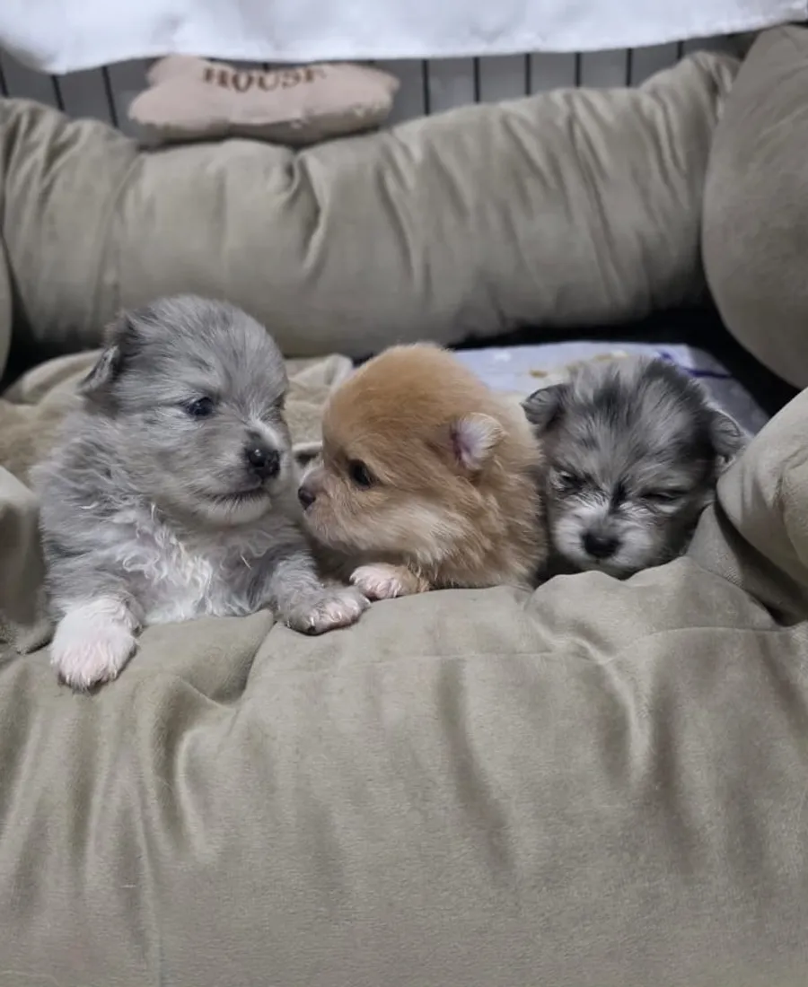 Sala principal con pomeranias descansando cerca de una ventana con luz suave
