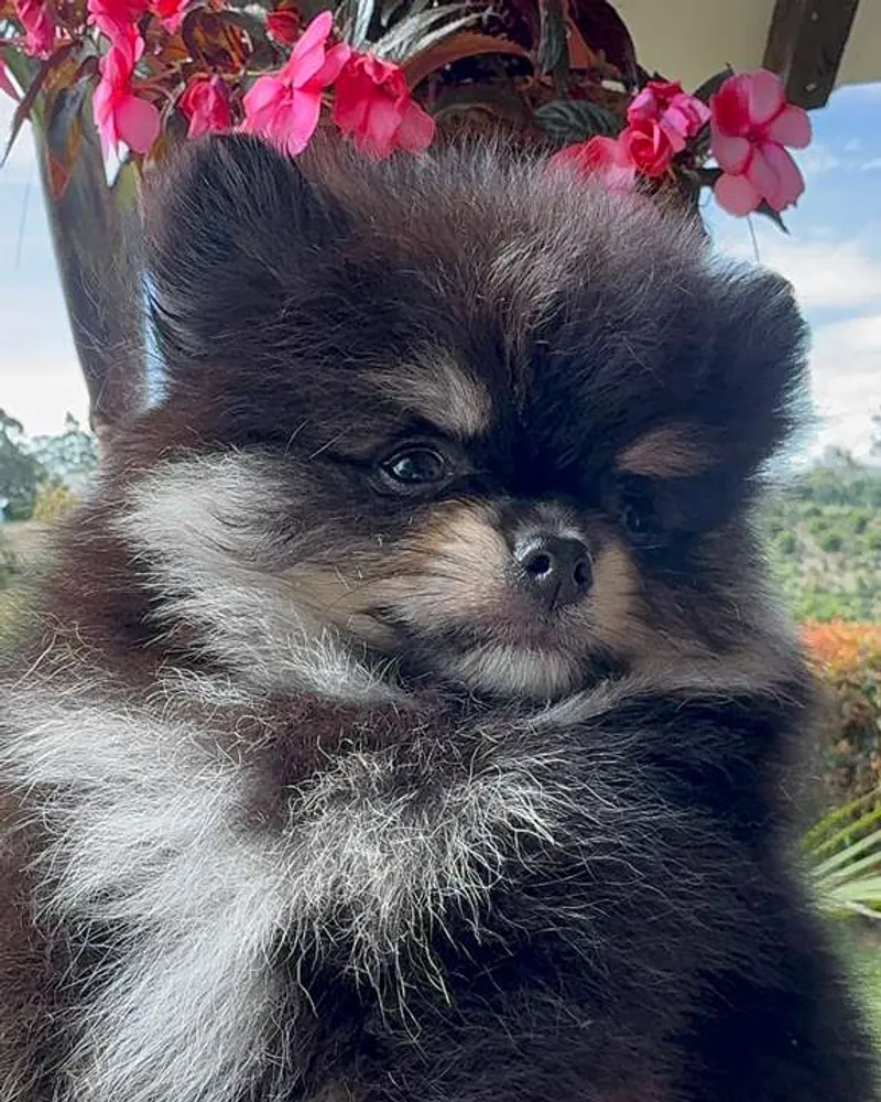 Pomerania cachorro con flores rosadas