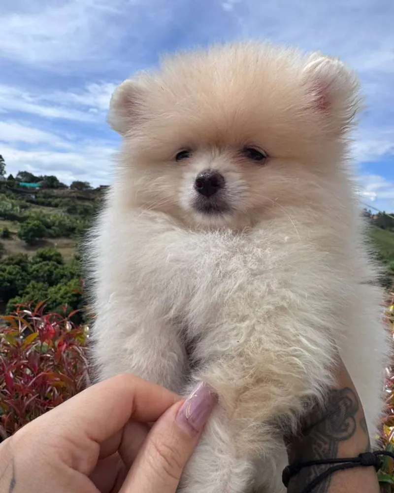 Pomerania cachorro crema