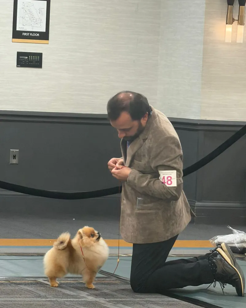Handler con pomerania en show