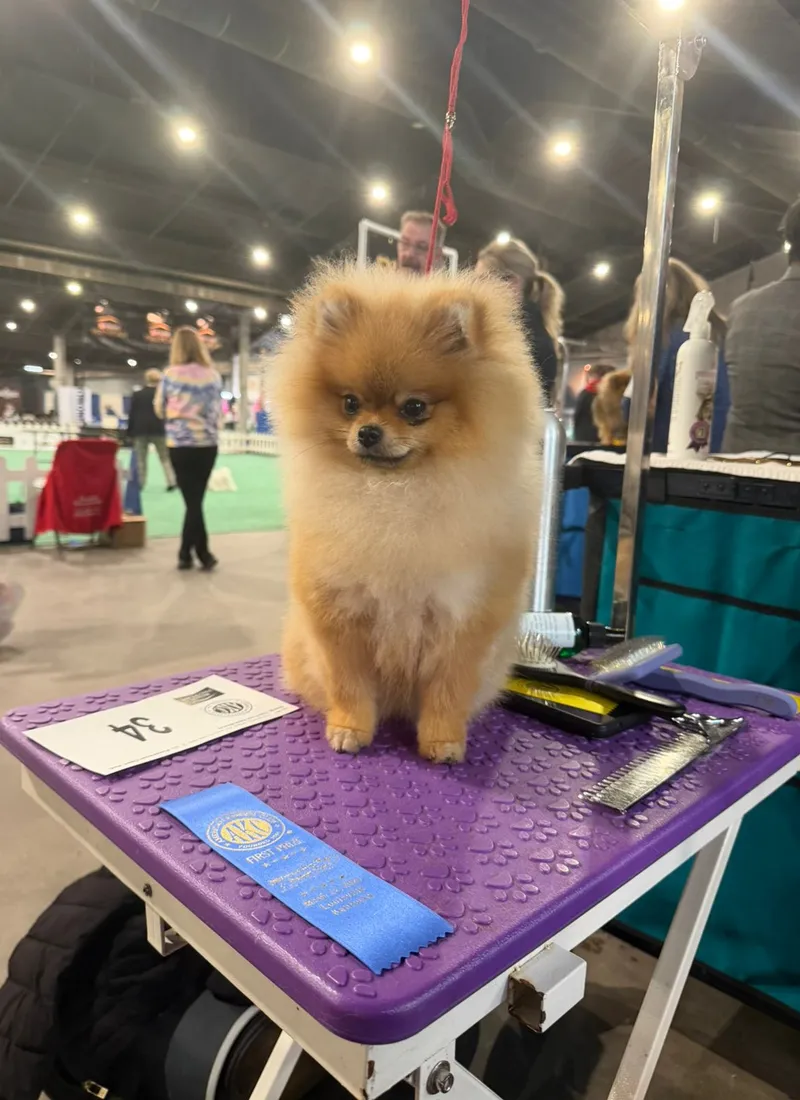 Pomerania adulto de la casa con listón azul de primer premio AKC