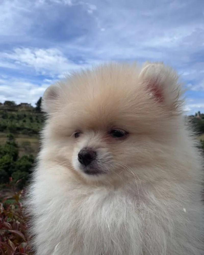 Pomerania cachorro crema mirando a cámara con cielo azul de fondo