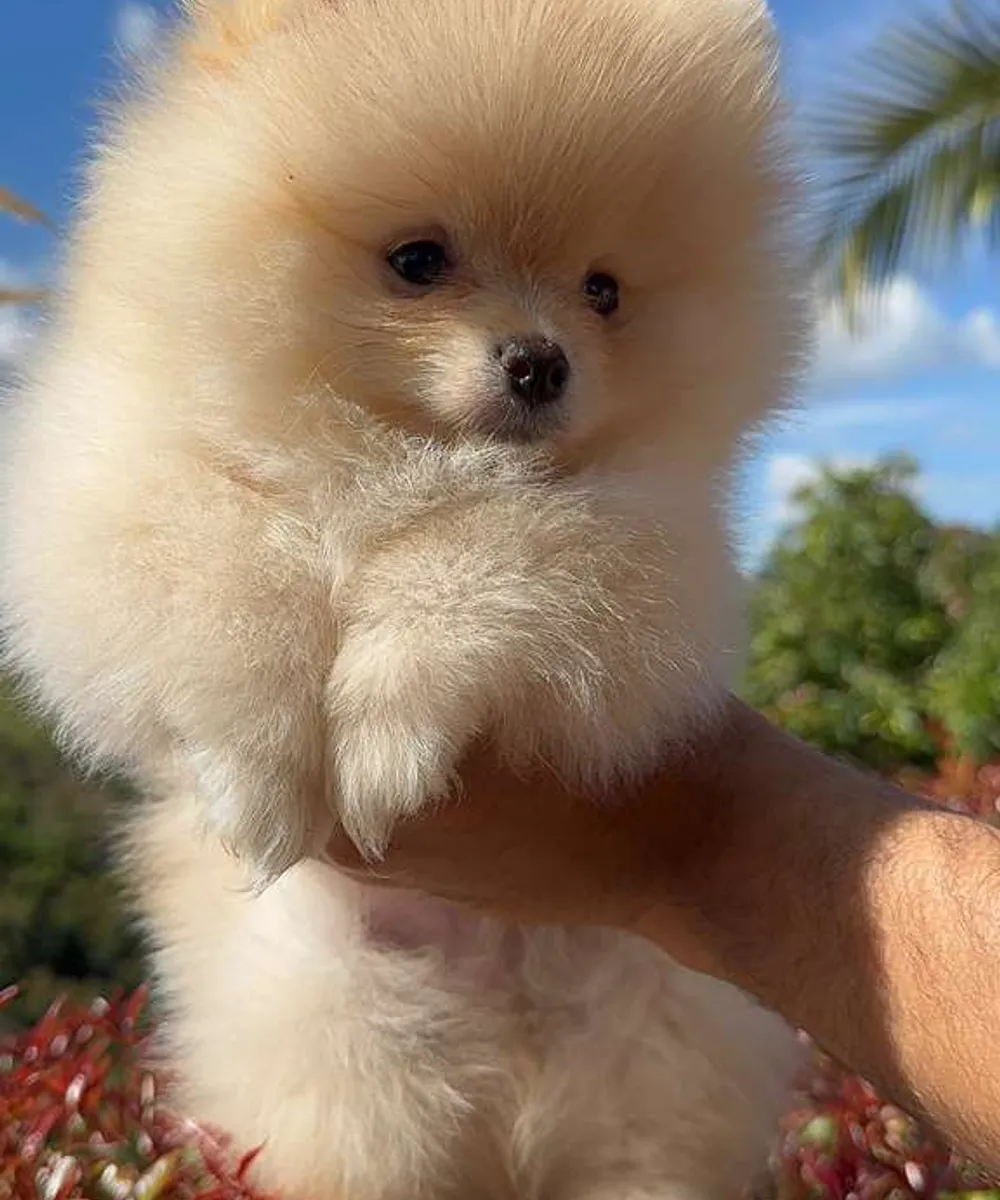 Pomerania crema cachorro en el jardín de Isis House