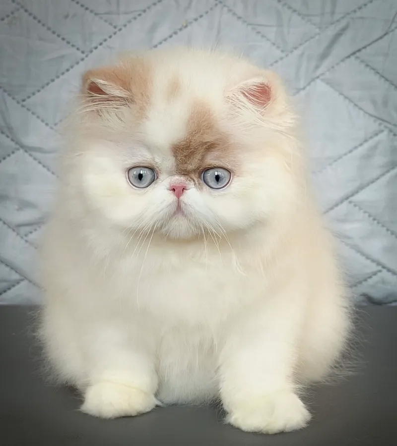 Gato persa cachorro flame-point de ojos azules sentado sobre una colcha clara