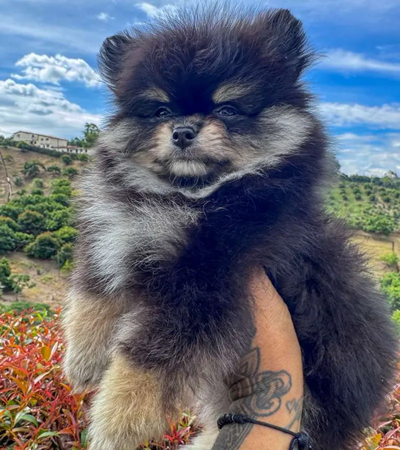 Pomerania adulto de pelaje anaranjado sobre fondo neutro
